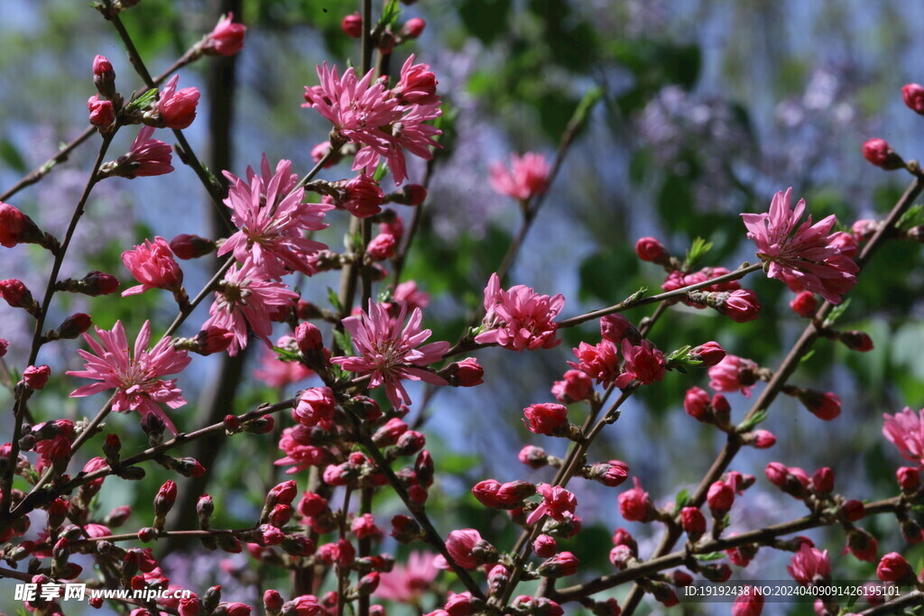 菊花桃  
