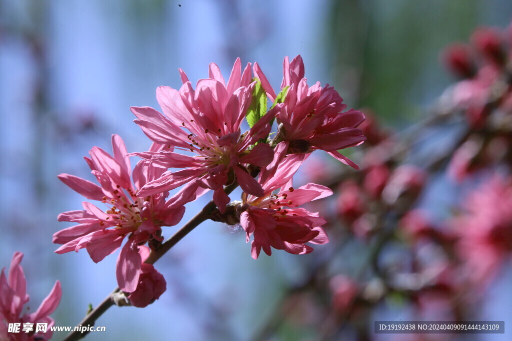 菊花桃  