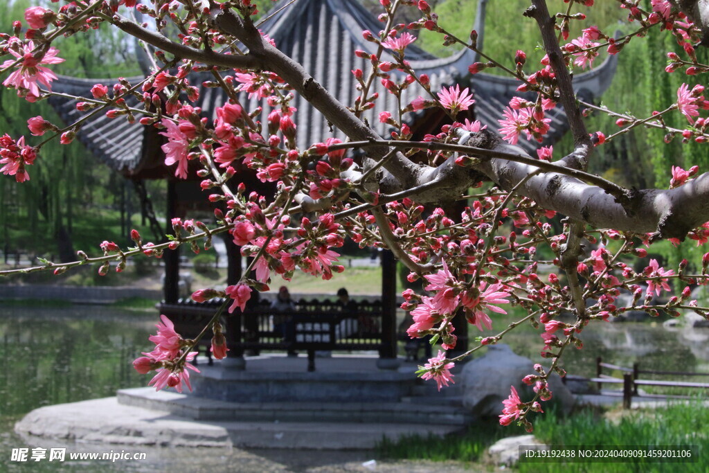 菊花桃 