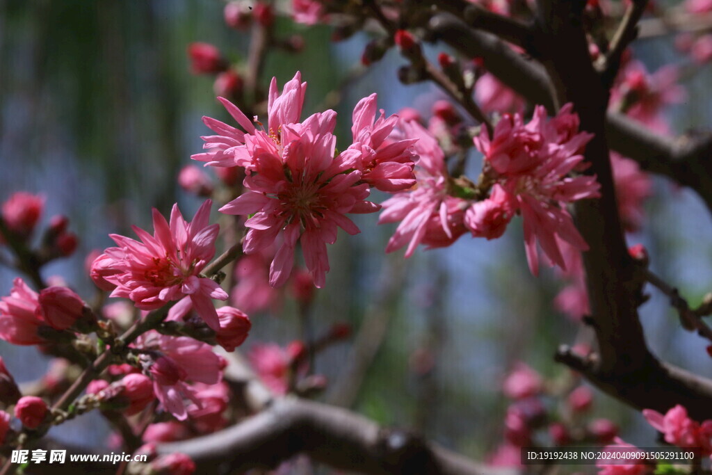 菊花桃  