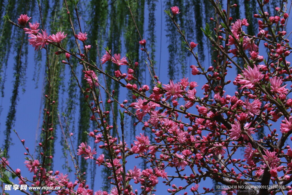 菊花桃  
