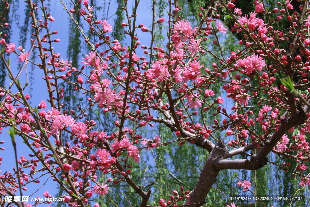菊花桃 