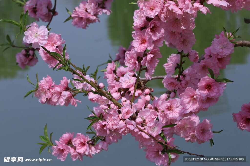 桃花