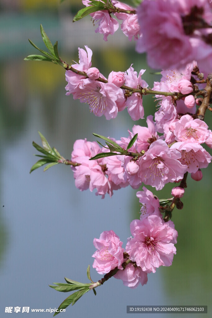 桃花  