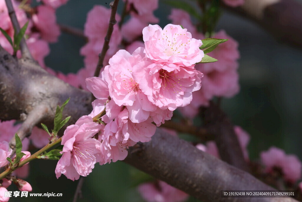 桃花 