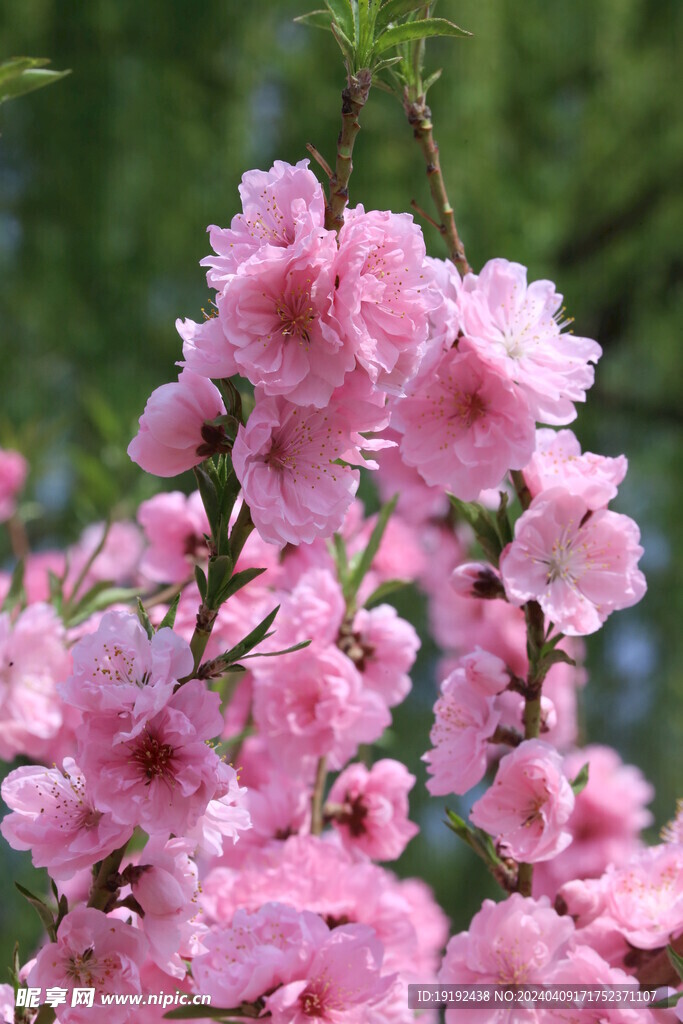 桃花 