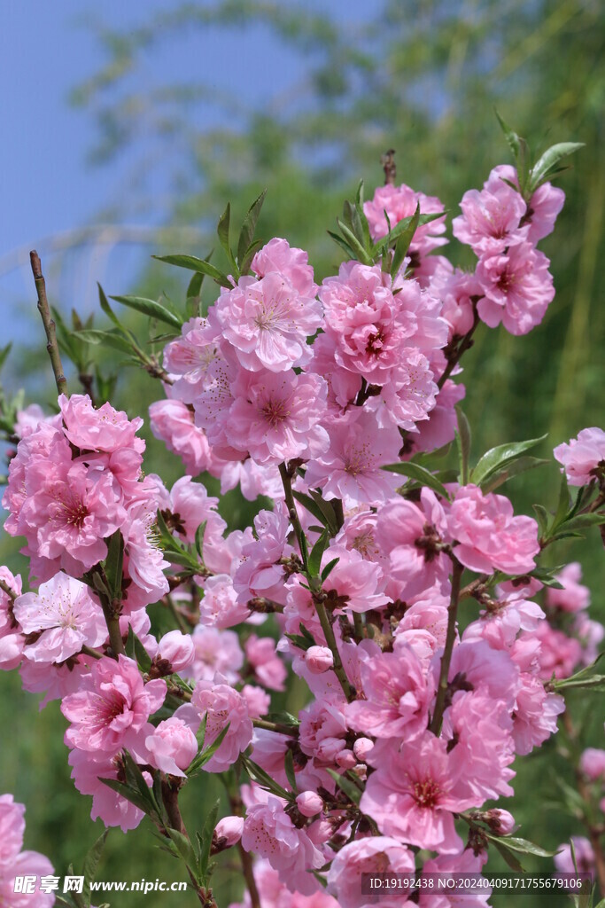 桃花 