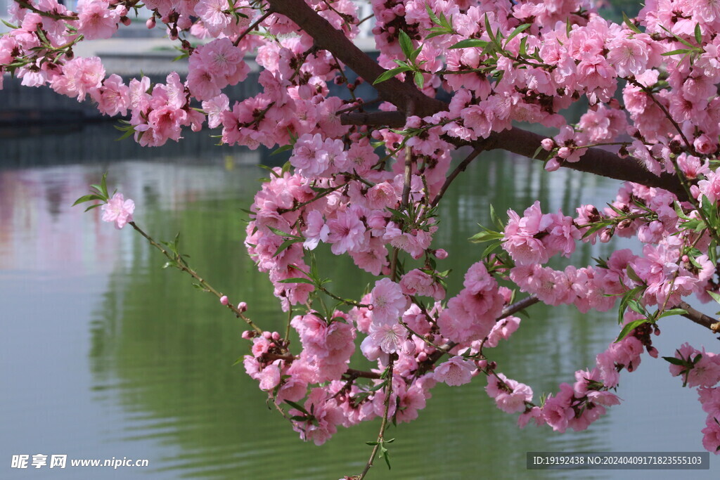 桃花  