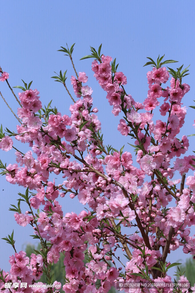 桃花 