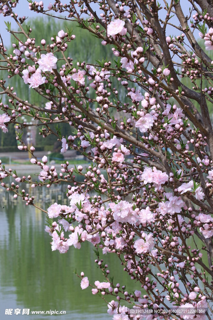 桃花 