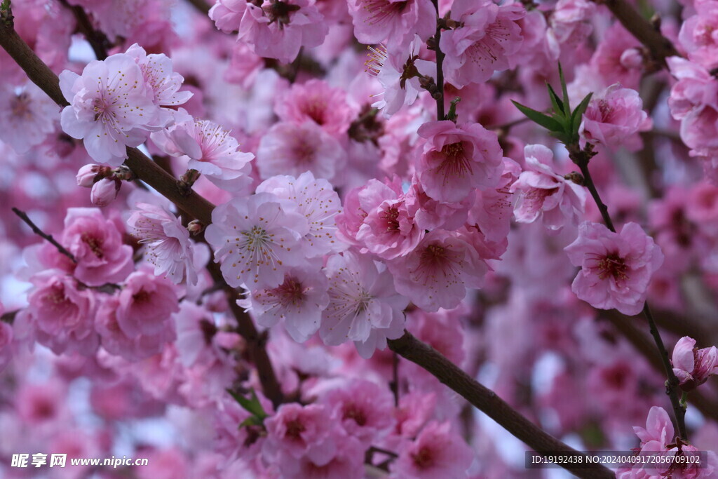 桃花 