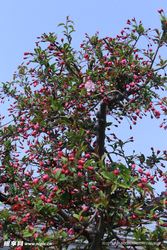 垂丝海棠花  