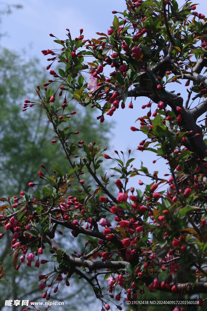 垂丝海棠花