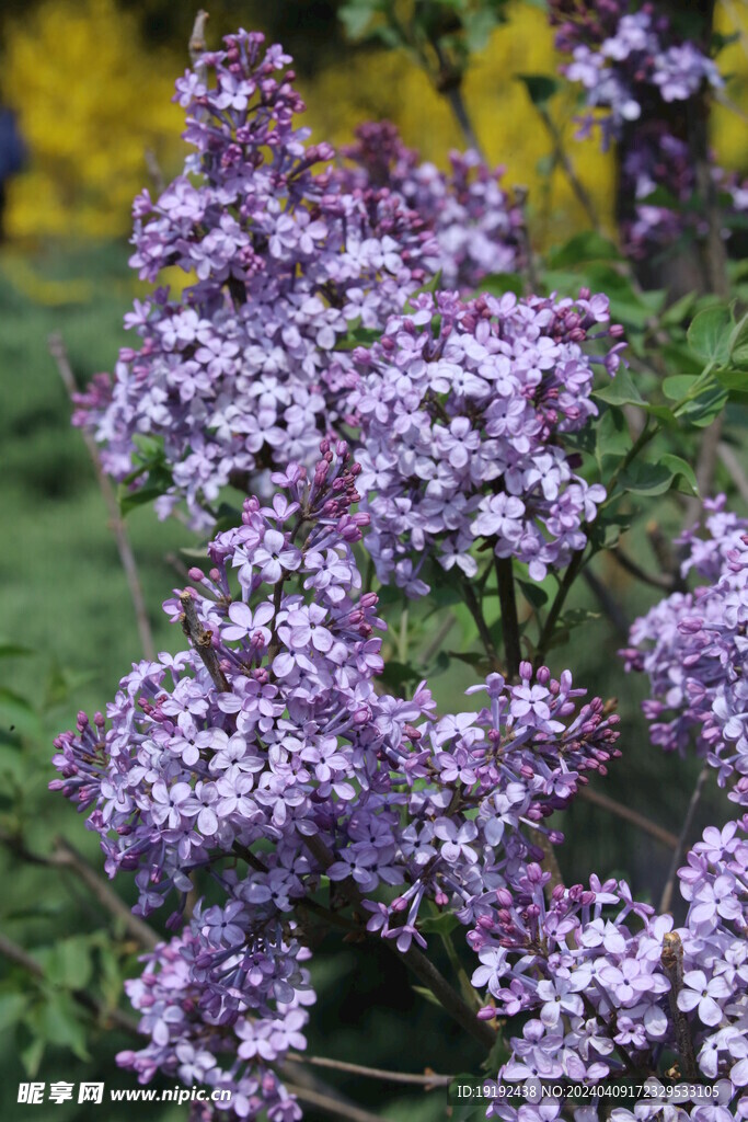 丁香花 