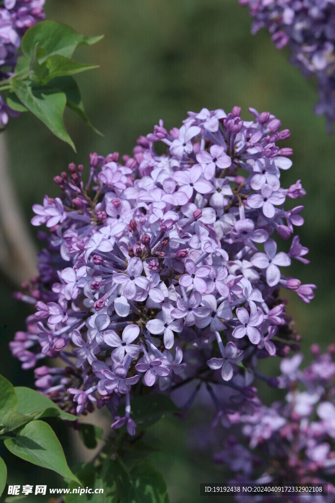 丁香花 