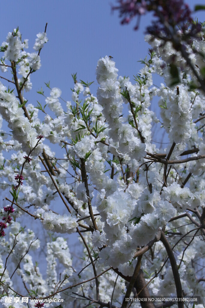 山樱花  