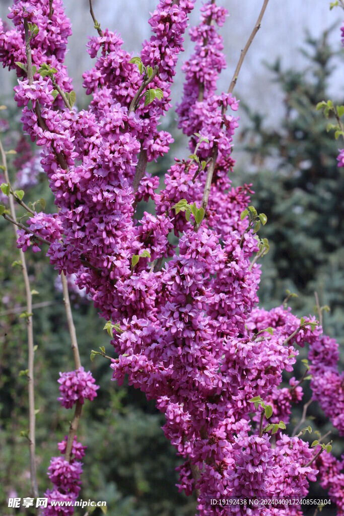 紫荆花  