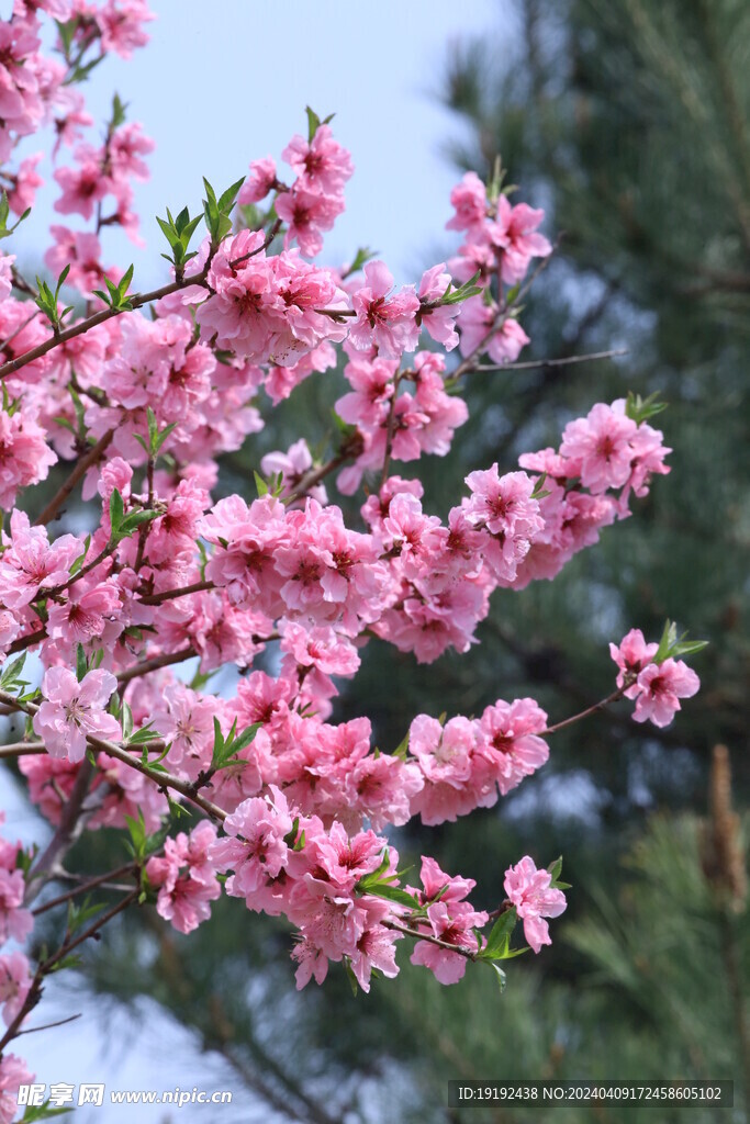 桃花  