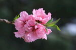 桃花  