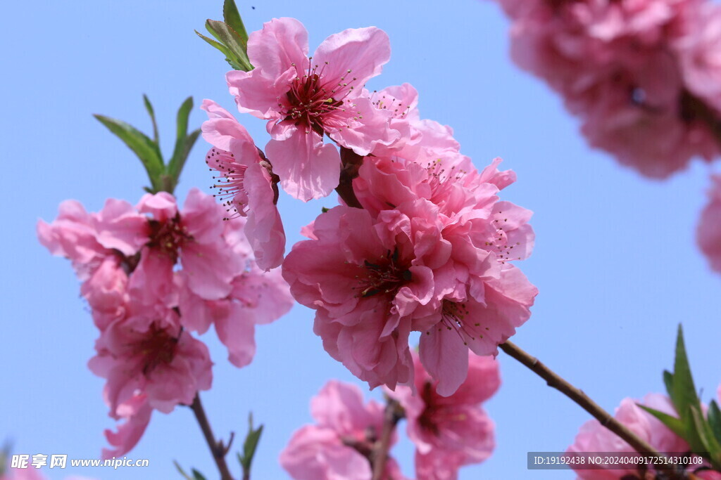 桃花 