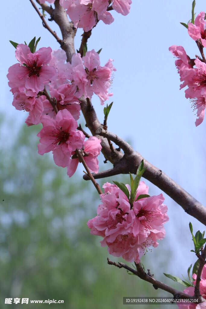 桃花 