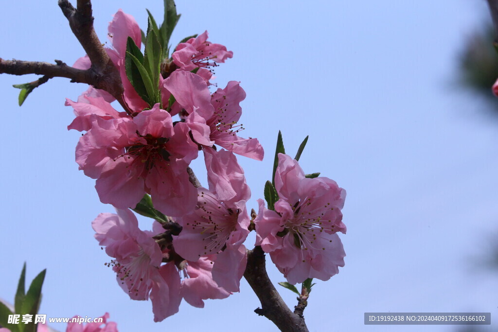 桃花  