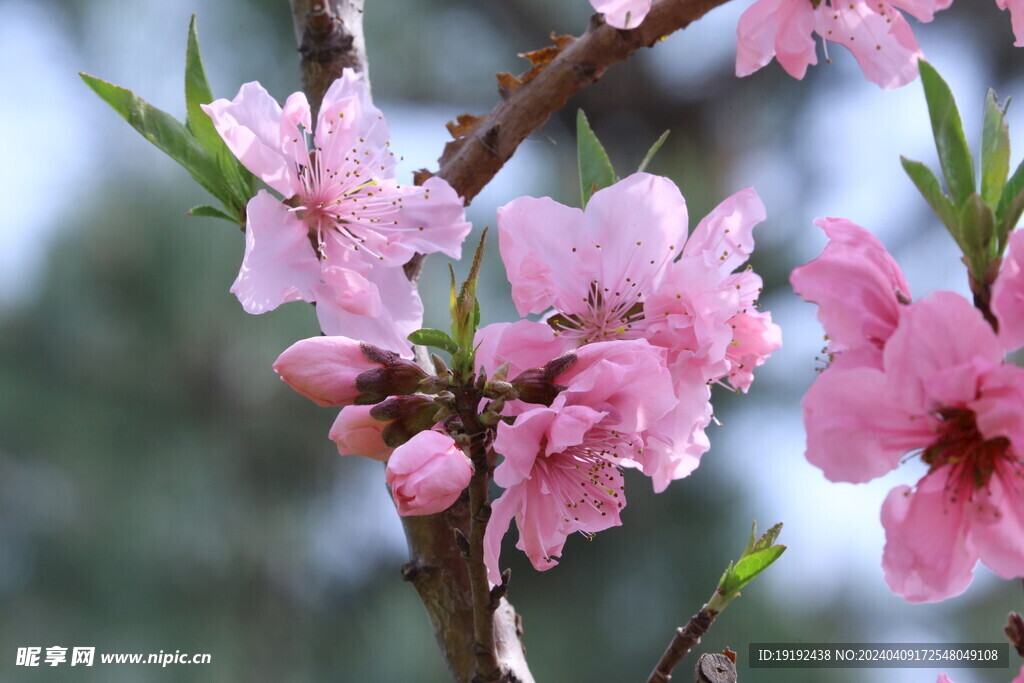 桃花  
