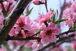 桃花  
