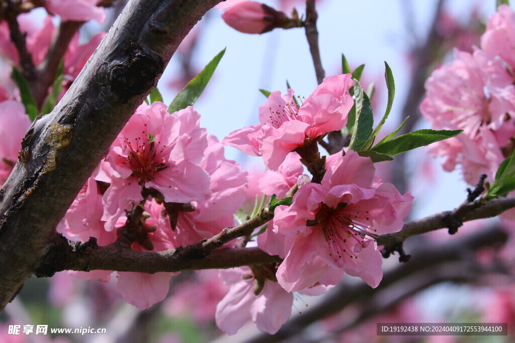 桃花  