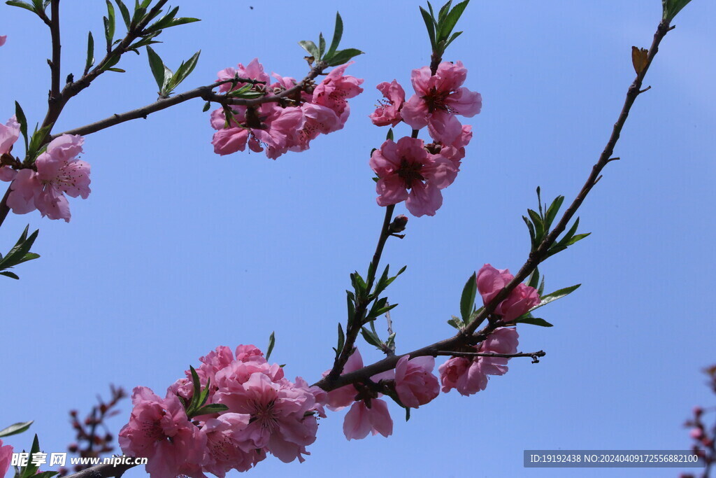 桃花  