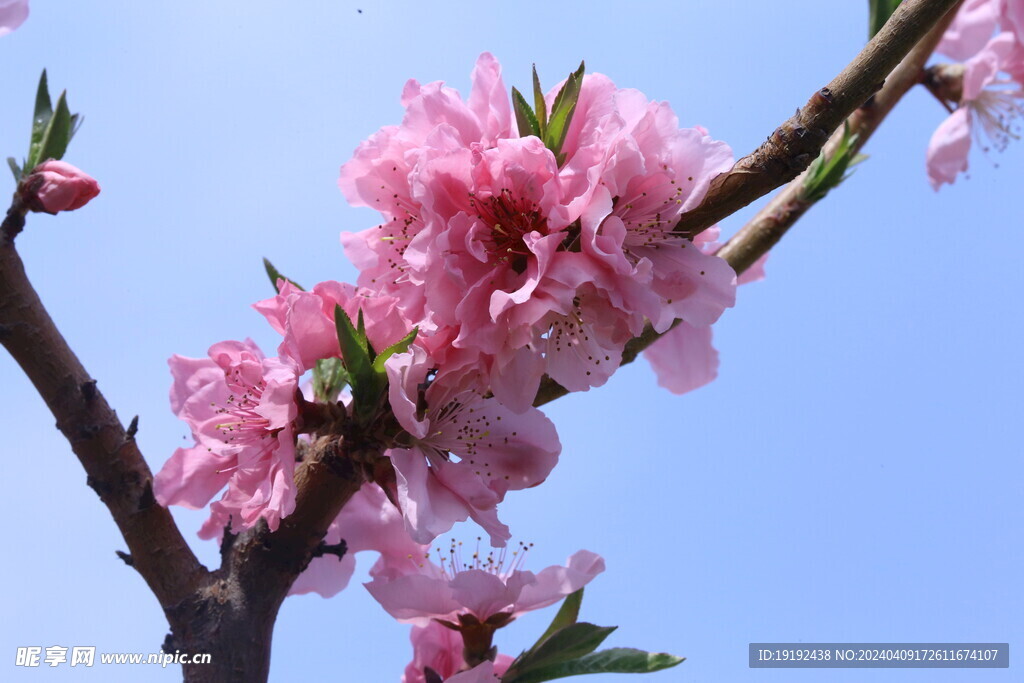 桃花  