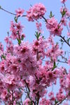 桃花  