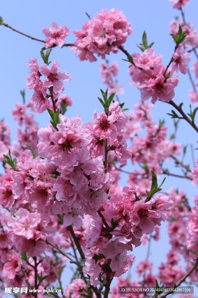 桃花  