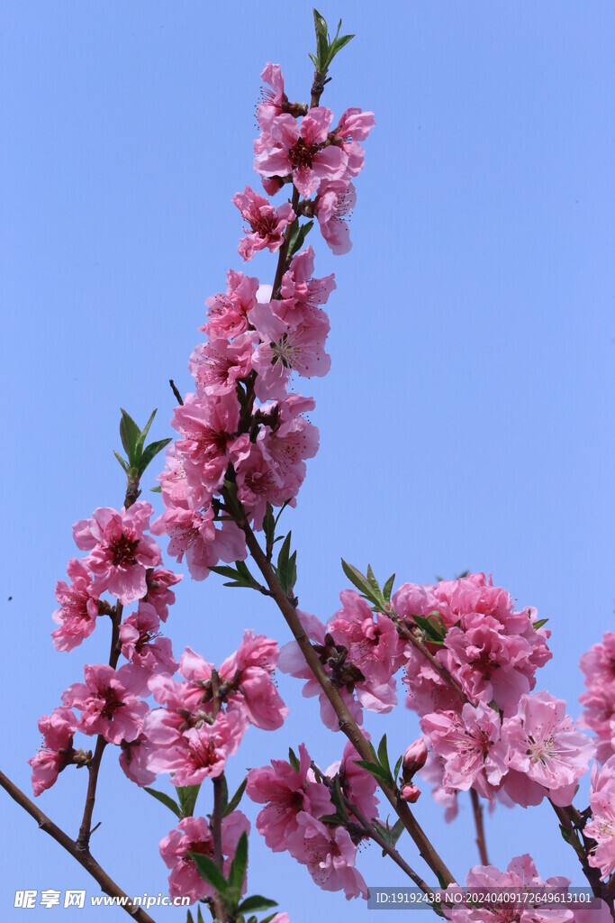 桃花 