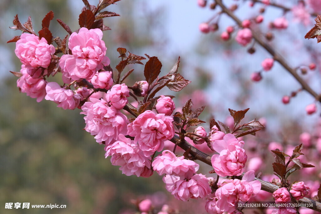 山樱花 