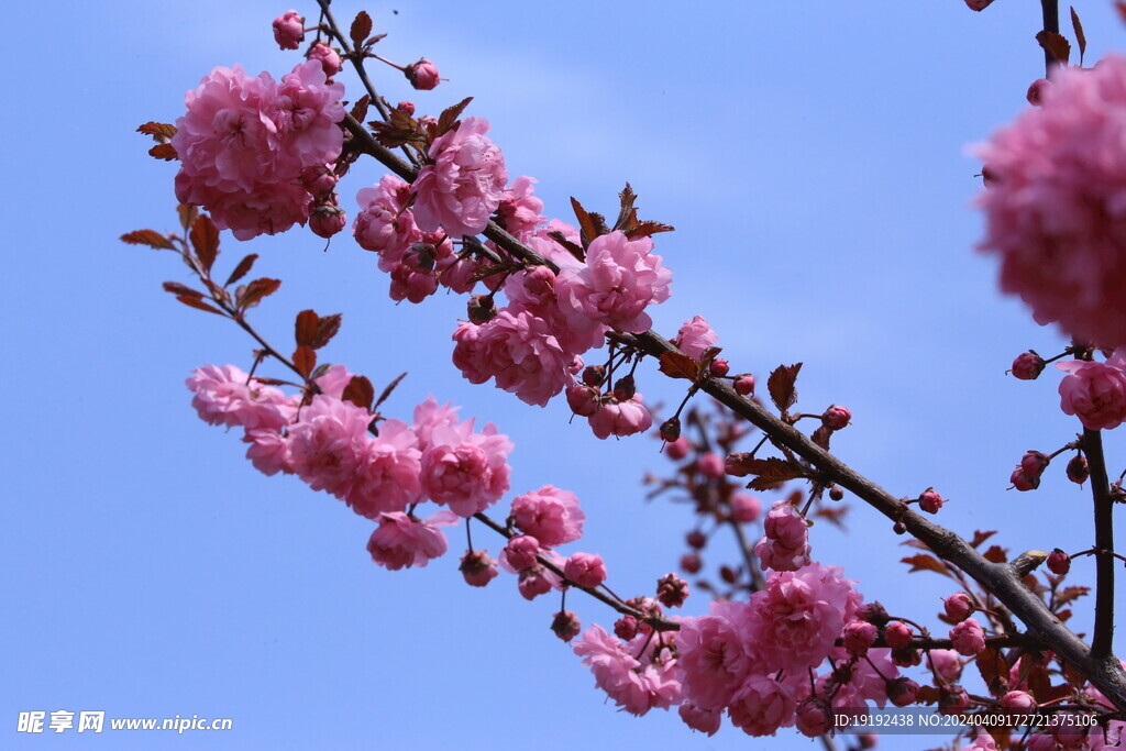 山樱花 