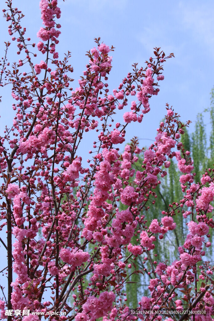 山樱花