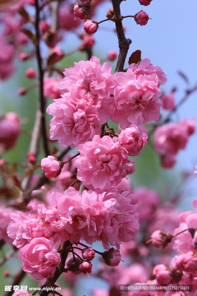 山樱花