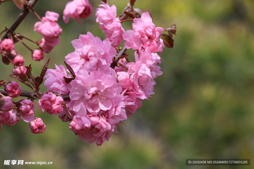 山樱花 