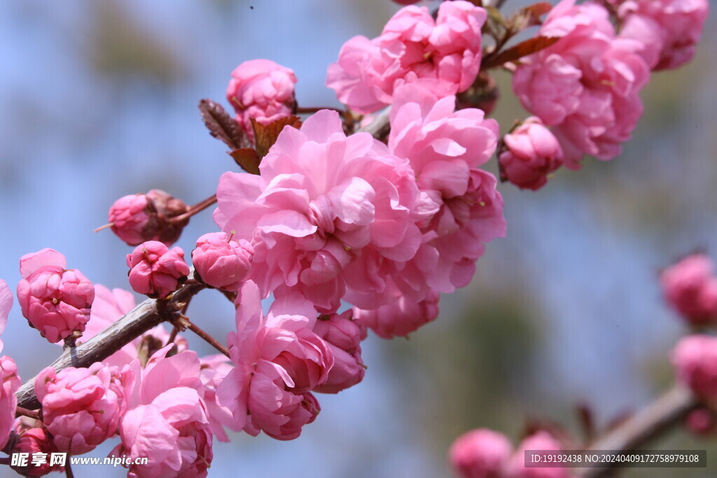 山樱花  