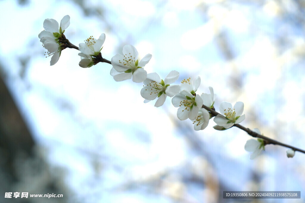 春天桃花花枝