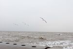海鸥