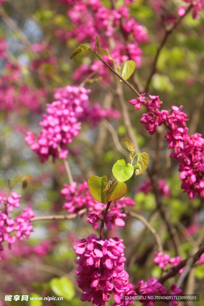 春天的花花