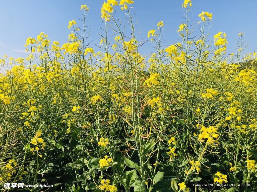 油菜花