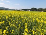 油菜花海