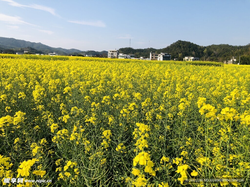 油菜花海