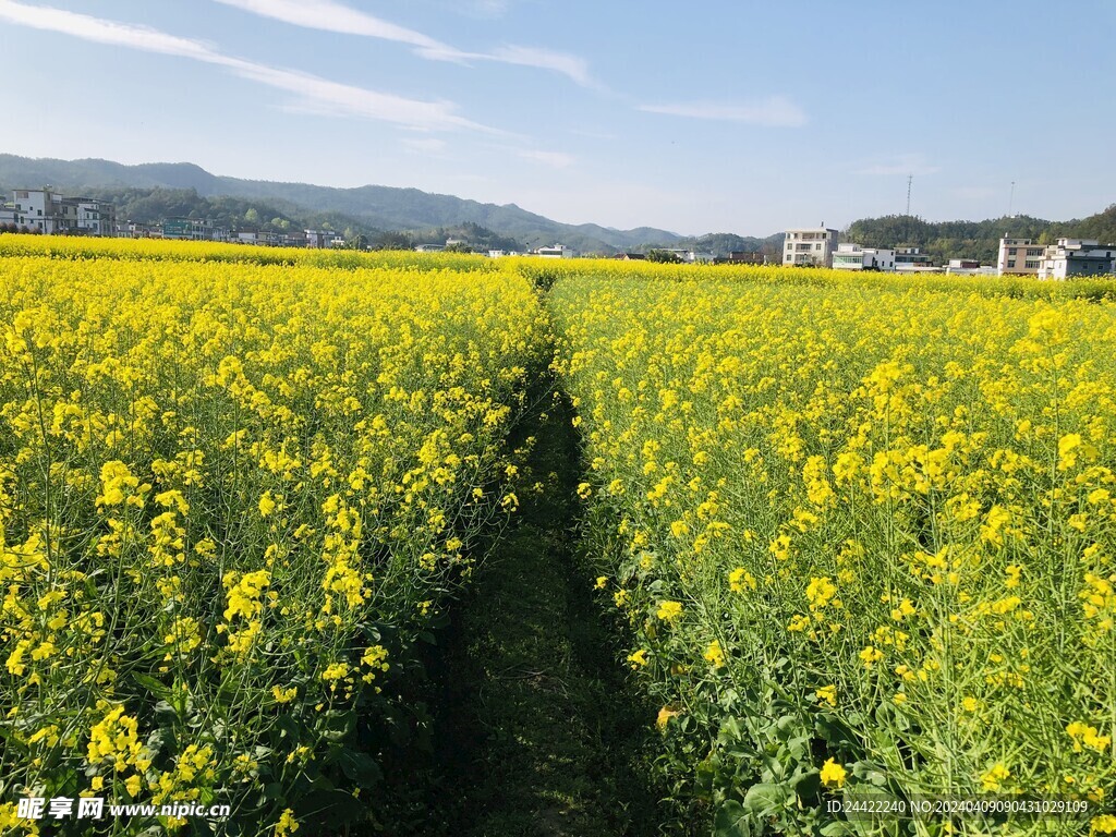 油菜花海