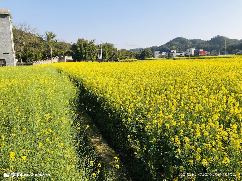 油菜花