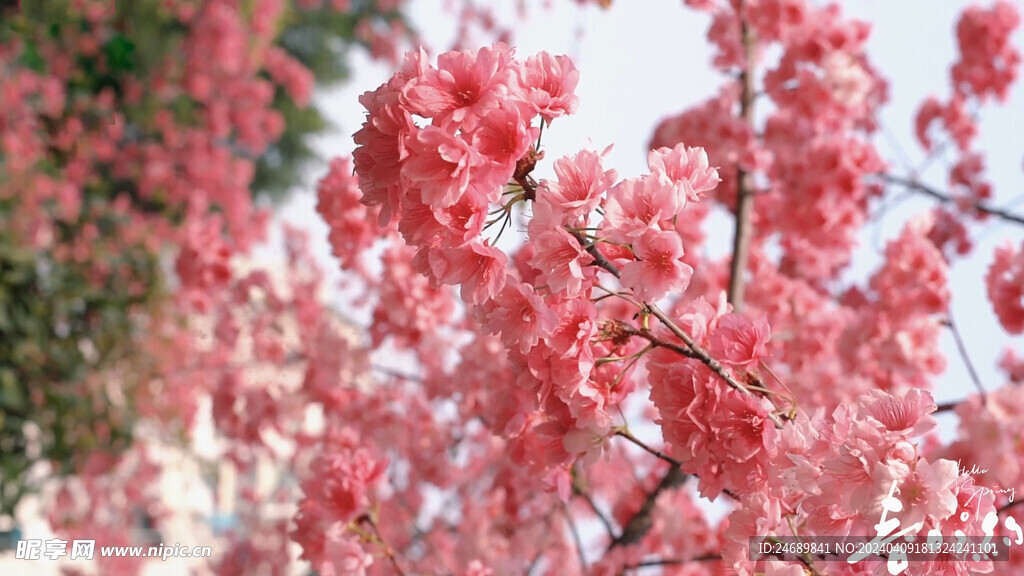 桃花