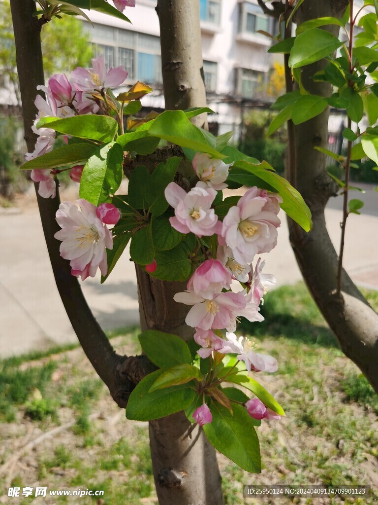 海棠花